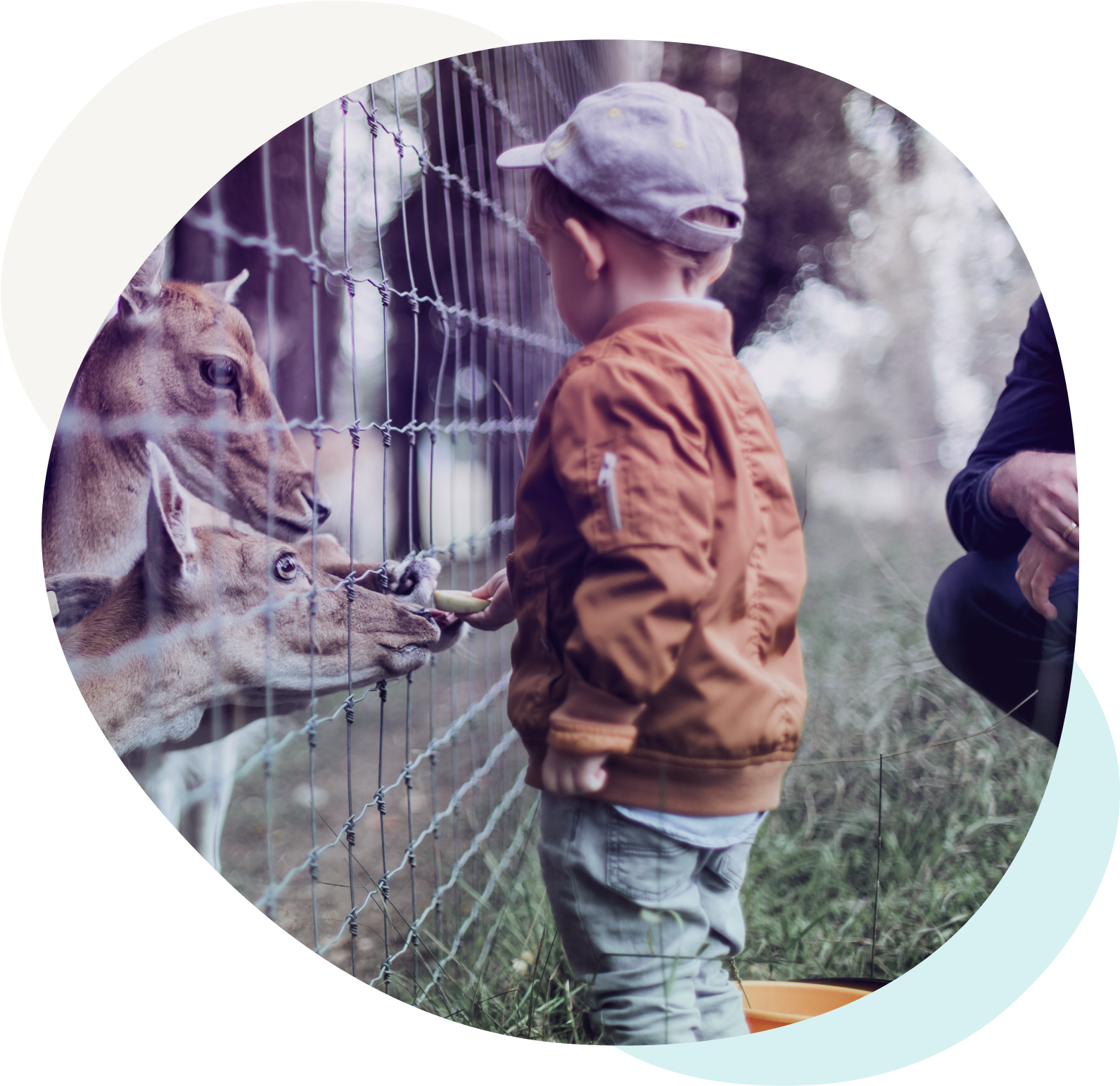 Child feeding deer through fence