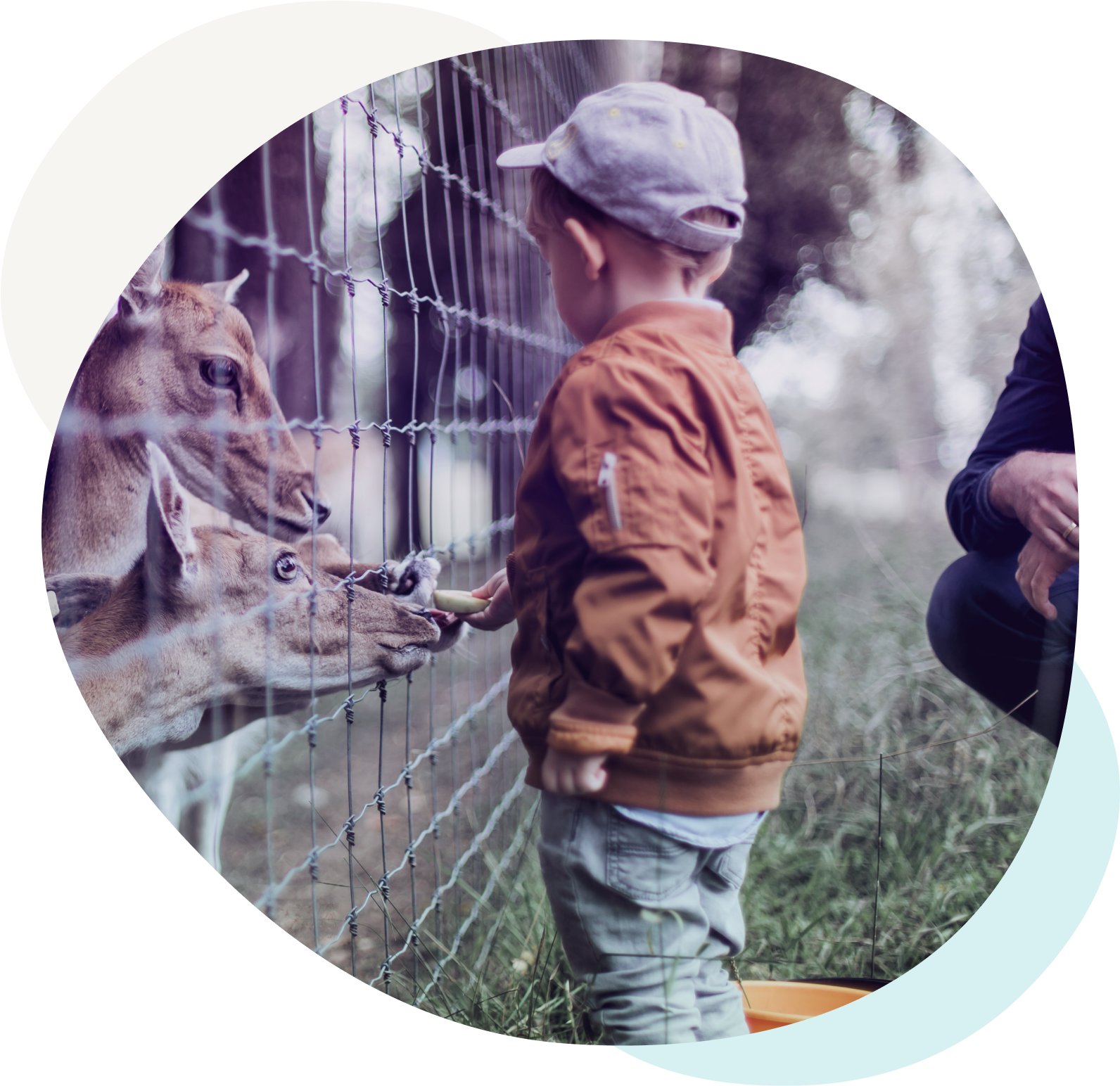 Child feeding deer through fence